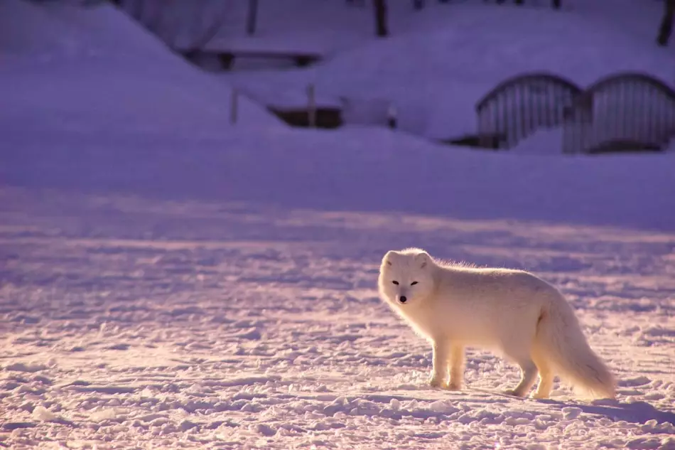 L'activit&eacute; hivernale de la faune islandaise