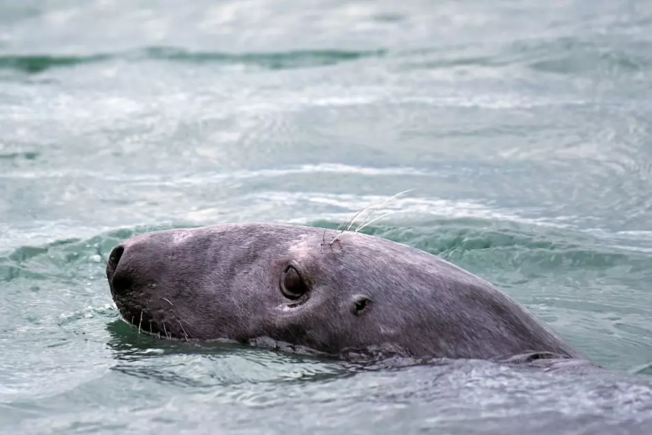Phoque nageant dans le Saint-Laurent