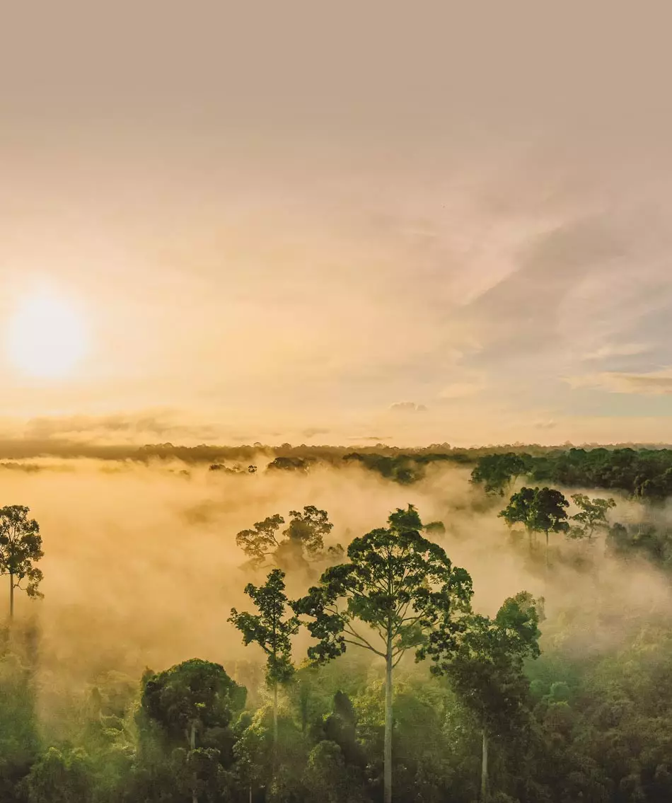 La canopée sous la brume