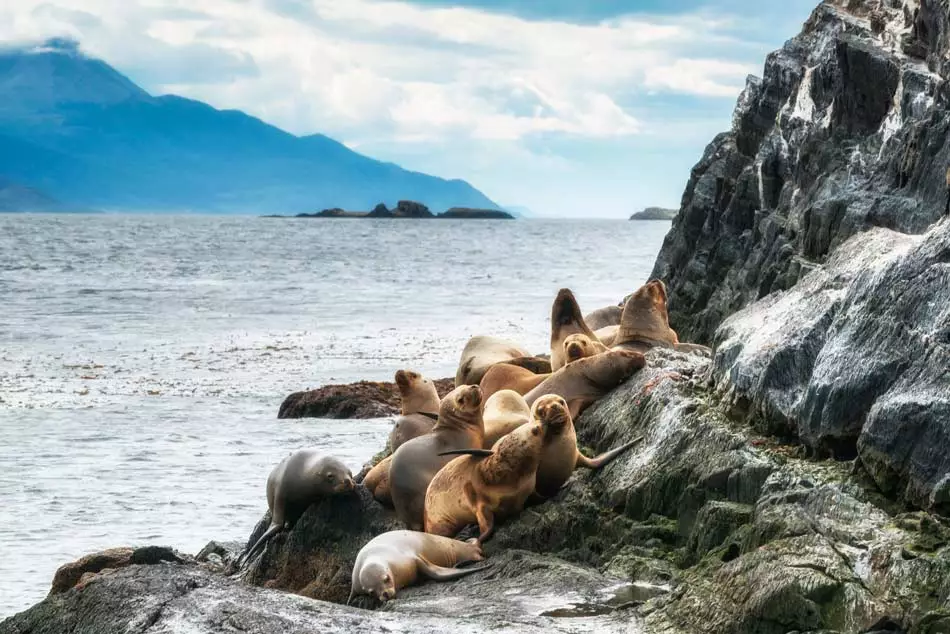 Lions de mer en Terre de Feu