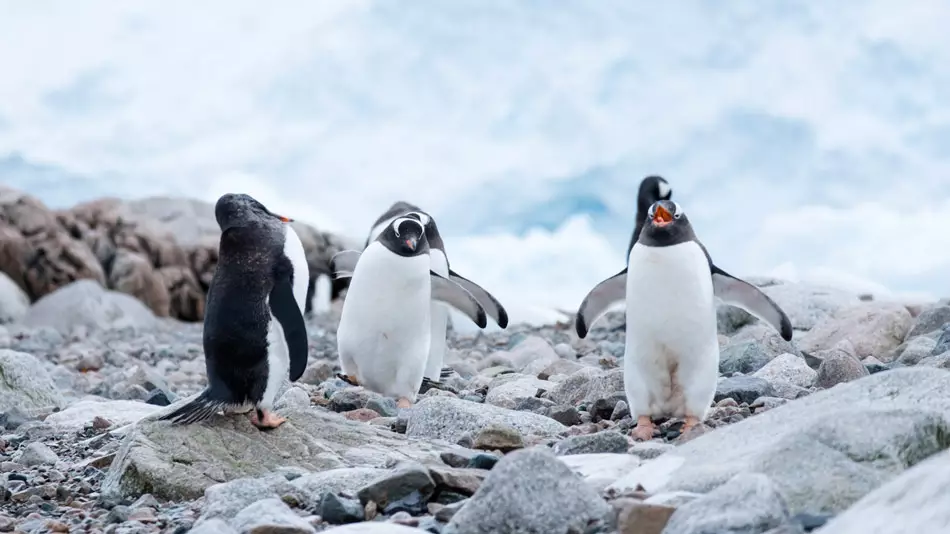 Rencontre en Antarctique