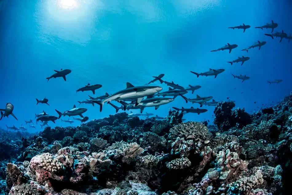 La faune de la Polynésie française