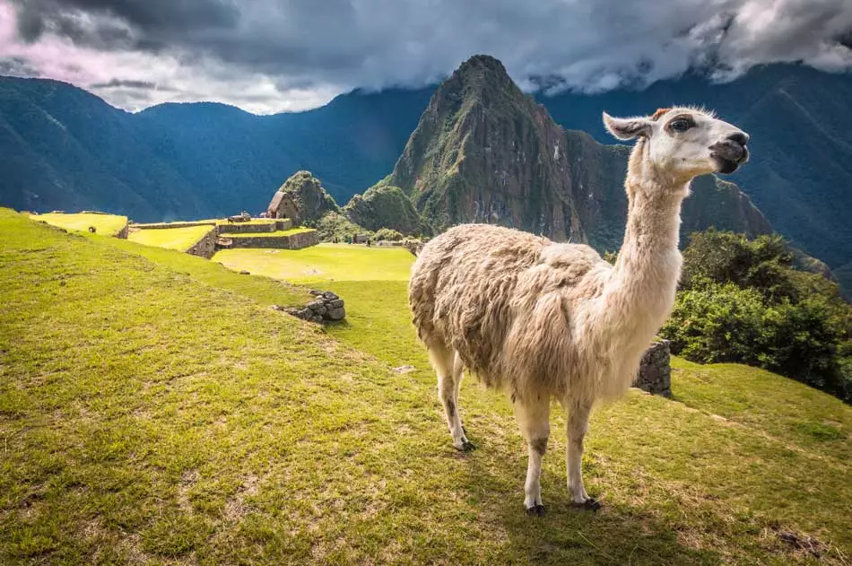 Alpaca sur les hauteurs du Machu Picchu