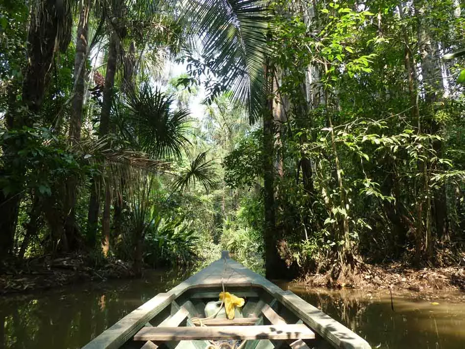 La jungle au cœur d'un affluent de l'Amazone