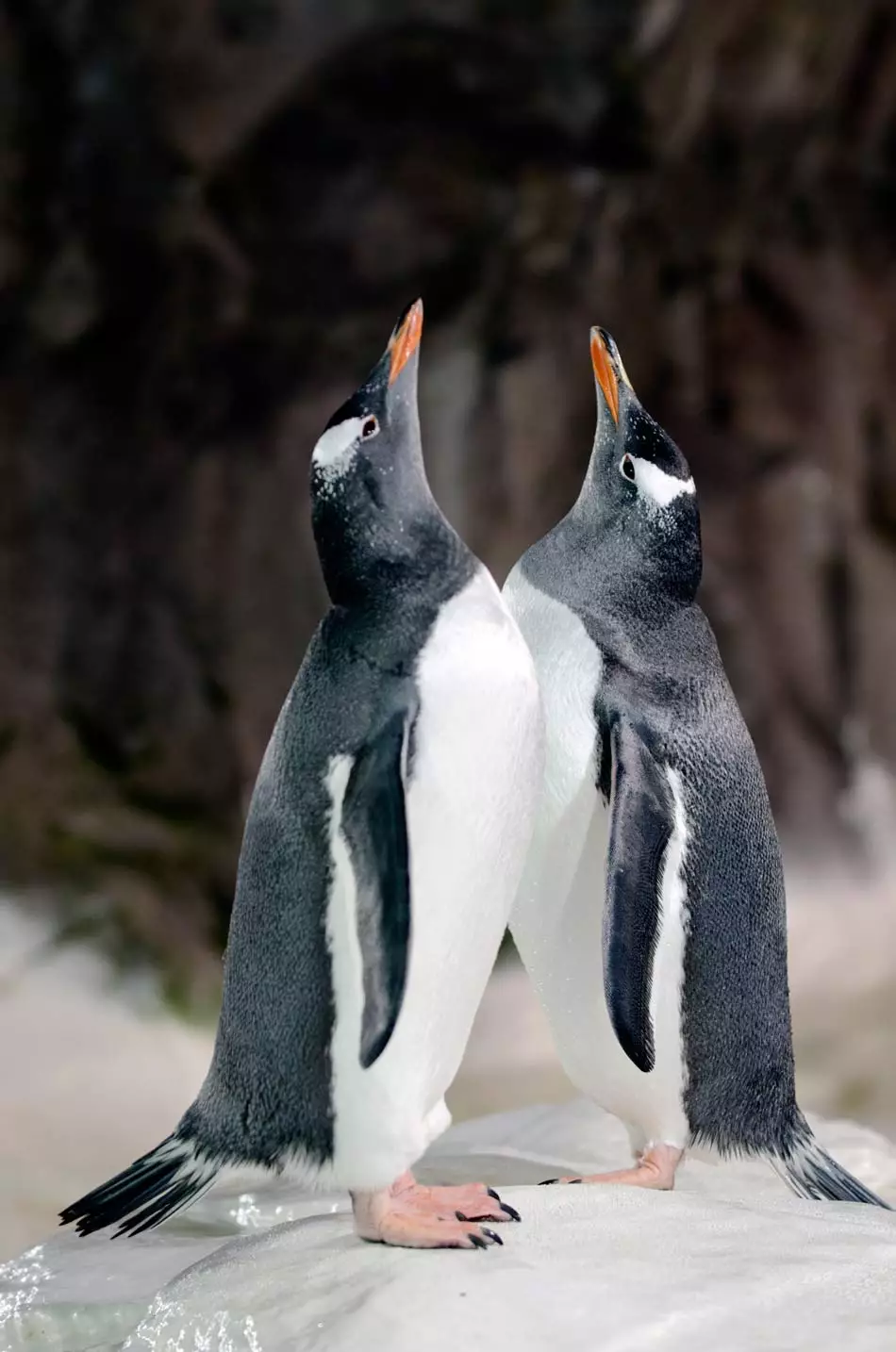 Les pingouins de l'aquarium d'Auckland