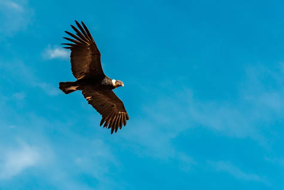 Condor des Andes