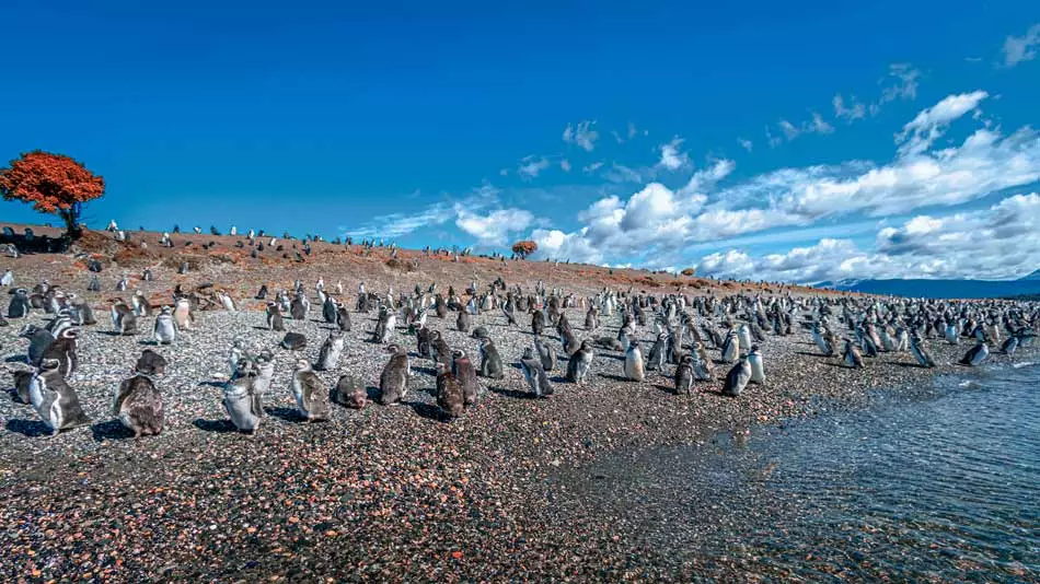 Manchots de Magellan sur la plage de l'île Martillo