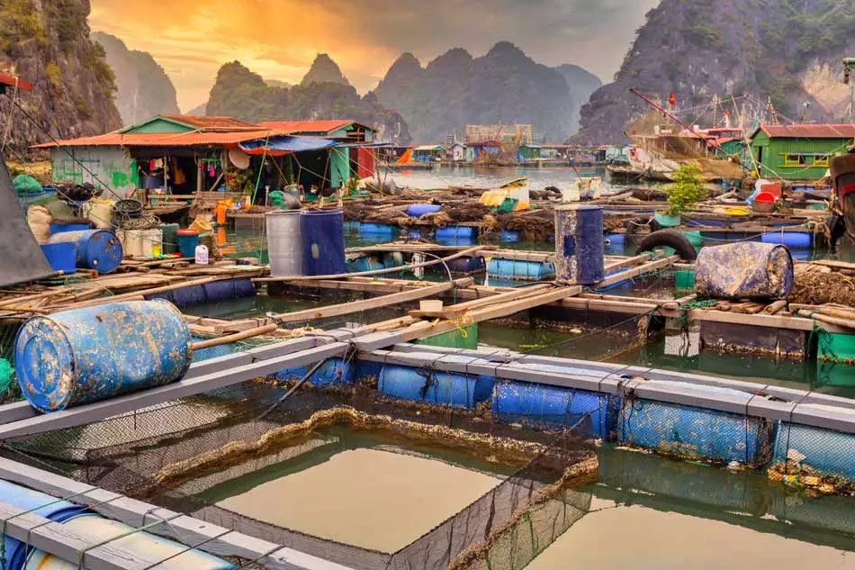 Une ferme perlière dans la Baie d'Halong