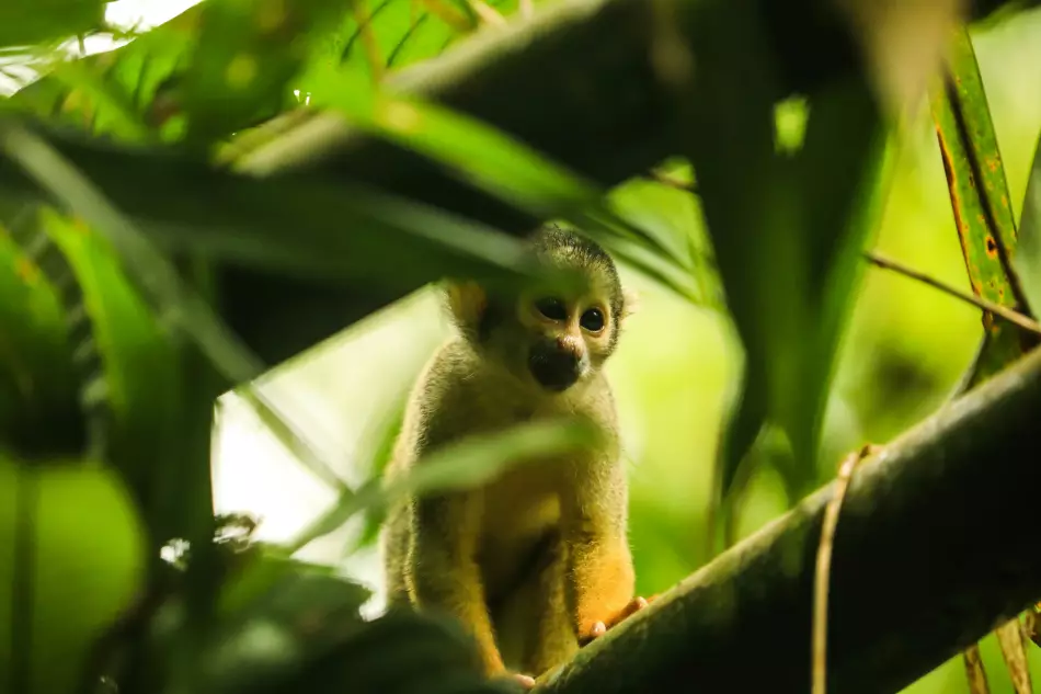 singe au coeur de la foret amazonienne