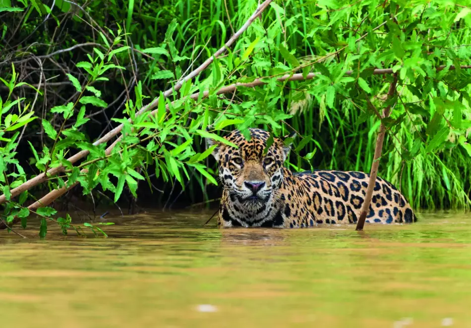 Jaguar dans le fleuve