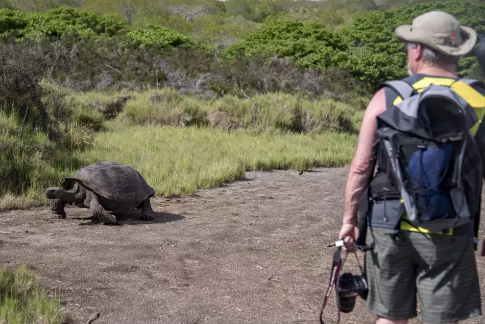 Tortue des Galapagos en expédition