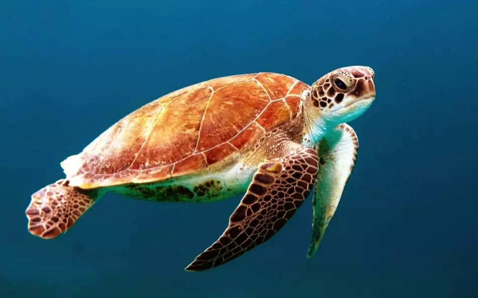 Image d'illustration de tortue