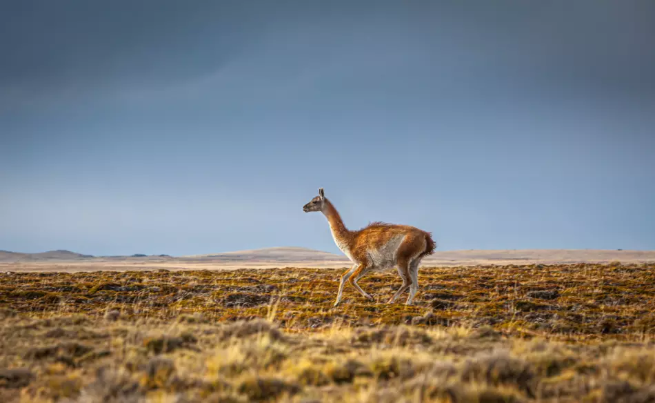 Guanaco, Patagonie