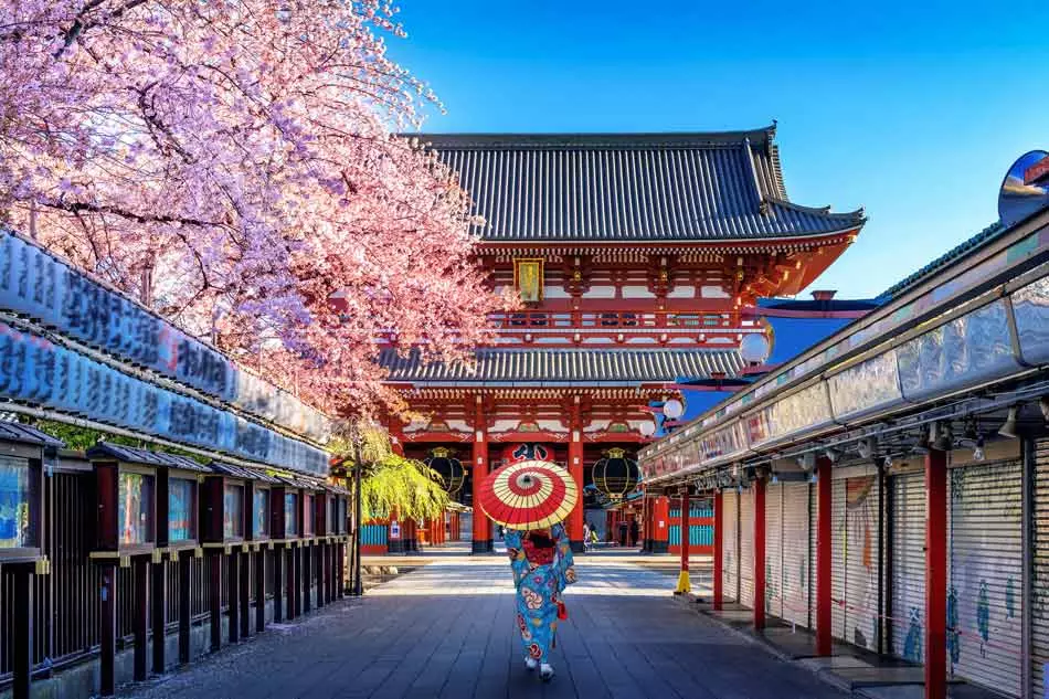 Des cerisiers en fleurs à Asakusa