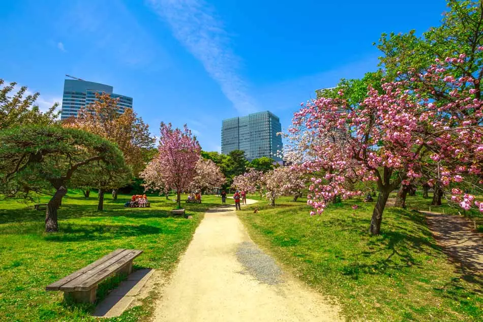 Le parc Sumida et ses sakuras