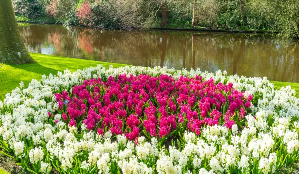 Jour 7 : Amsterdam I Le parc de Keukenhof