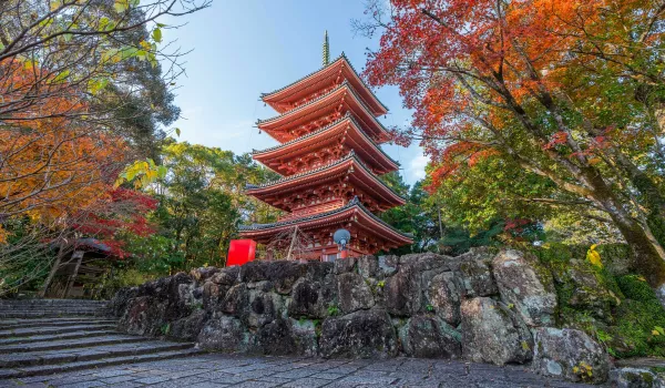 Jour 7 : Kochi I Jardins botanique, château et marché local I HORS FORFAIT