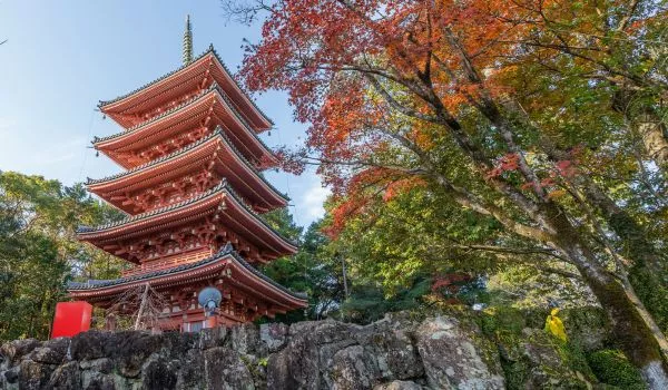 Jour 7 : Kochi I Jardins botanique, château et marché local I HORS FORFAIT