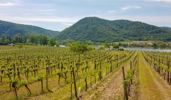 Jour 3 : Dürnstein I Découverte d'un domaine viticole et dégustation de vins I HORS FORFAIT