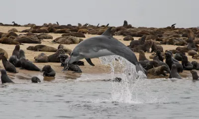 Croisière safari marin en catamaran (Namibie)