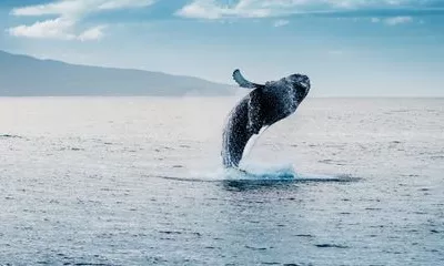 Akureyri - Húsavík - Excursion observation de baleines - Akureyri